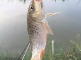 鱼口越来越轻,该如何应对?