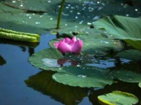 【钓鱼心得】钓友分享的野钓鲫鱼经验