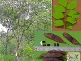 交趾黄檀与大红酸枝