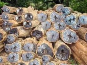 名贵红木家具木材排行榜!