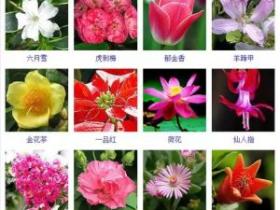 432种观花植物