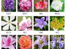 432种观花植物