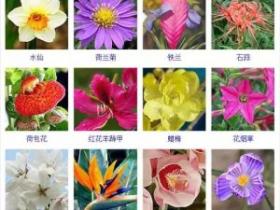 432种观花植物
