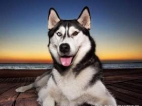 最齐全的狗狗品种介绍