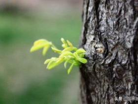 春天新栽树木管理(转载)