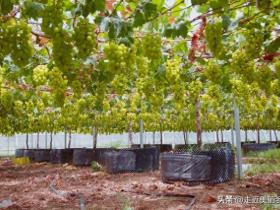 葡萄常用的用药方案