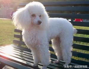 最齐全的狗狗品种介绍-图片4