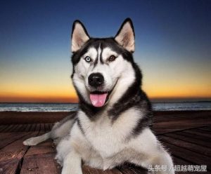 最齐全的狗狗品种介绍-图片1