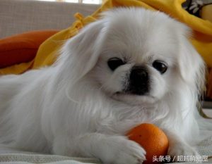 最齐全的狗狗品种介绍-图片11