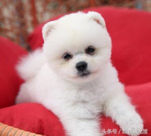 最齐全的狗狗品种介绍-图片7