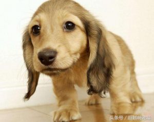 最齐全的狗狗品种介绍-图片15