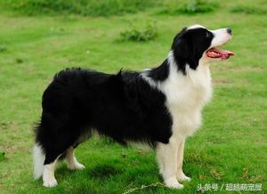 最齐全的狗狗品种介绍-图片22