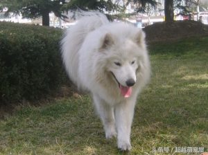 最齐全的狗狗品种介绍-图片33