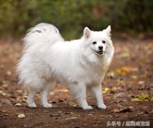 最齐全的狗狗品种介绍-图片41