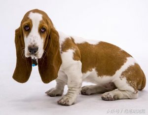 最齐全的狗狗品种介绍-图片40