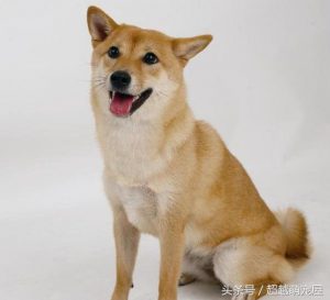最齐全的狗狗品种介绍-图片44