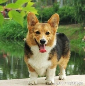 最齐全的狗狗品种介绍-图片54