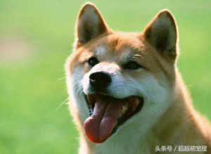 最齐全的狗狗品种介绍-图片51
