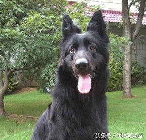 最齐全的狗狗品种介绍-图片52