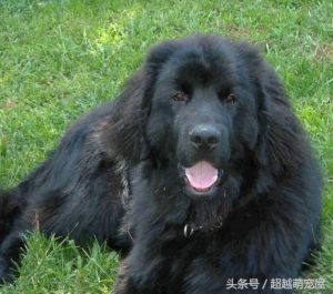 最齐全的狗狗品种介绍-图片55