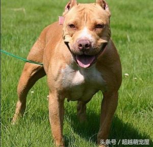 最齐全的狗狗品种介绍-图片62