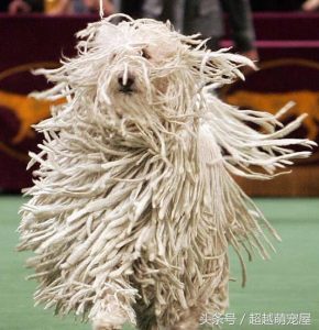 最齐全的狗狗品种介绍-图片64