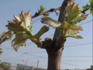 葡萄修剪方法-图片2
