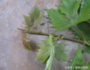 葡萄修剪方法-图片5