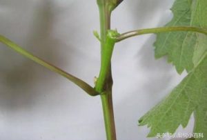 葡萄修剪方法-图片8