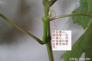 葡萄修剪方法-图片8