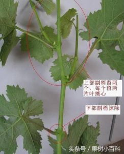 葡萄修剪方法-图片7