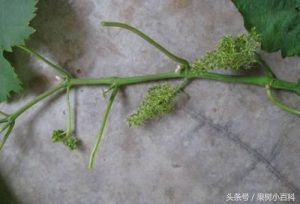 葡萄修剪方法-图片9