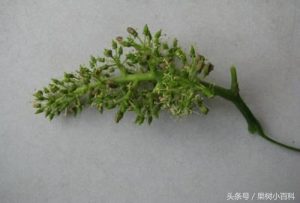 葡萄修剪方法-图片10