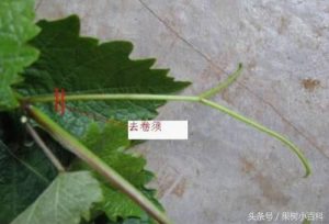 葡萄修剪方法-图片11