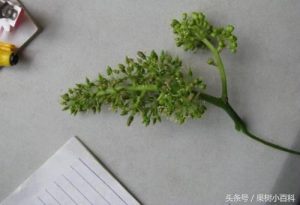葡萄修剪方法-图片10