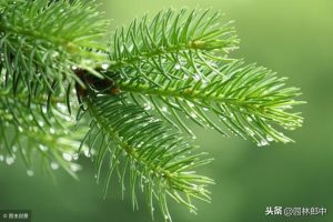 春天新栽树木管理(转载)-图片7