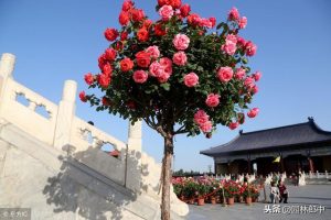 春天新栽树木管理(转载)-图片6