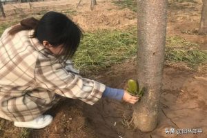 春天新栽树木管理(转载)-图片2