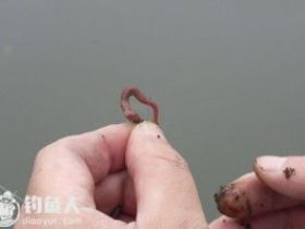 蚯蚓钓鱼的四种使用方法