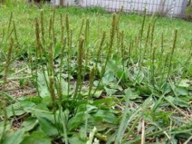 车前草的功效与作用