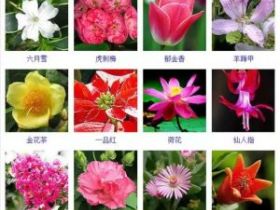 432种观花植物