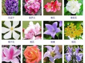 432种观花植物