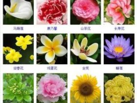 432种观花植物
