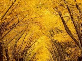 祝贺邳州荣获全国文明城市称号